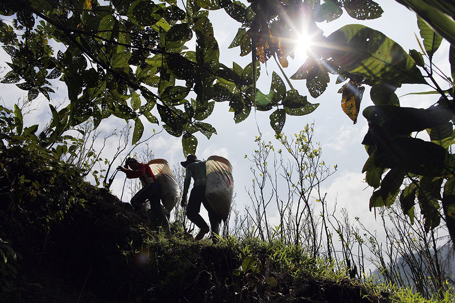 UN: Production of coca leaf surges in Colombia