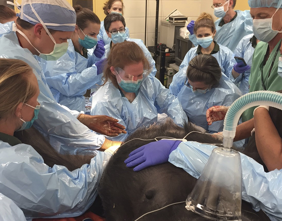 Gorilla gives birth with help from doctors who treat people