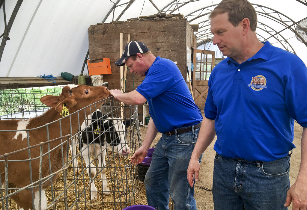 Got indigestion? These cows could solve your milk problem