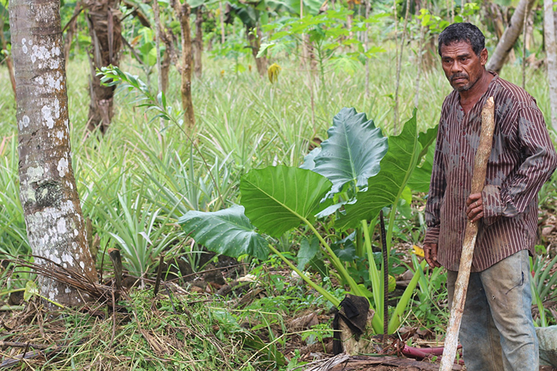 Planter contented with his lot